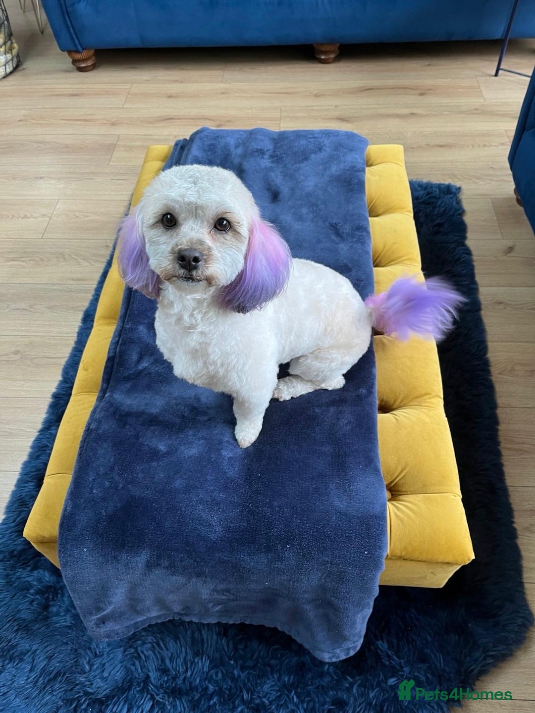 Mixed Breed dogs for sale: Cocky-Shihpoo’s Puppies - Advert 1