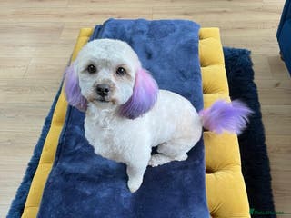 Mixed Breed dogs Cocky-Shihpoo’s Puppies - Advert 1