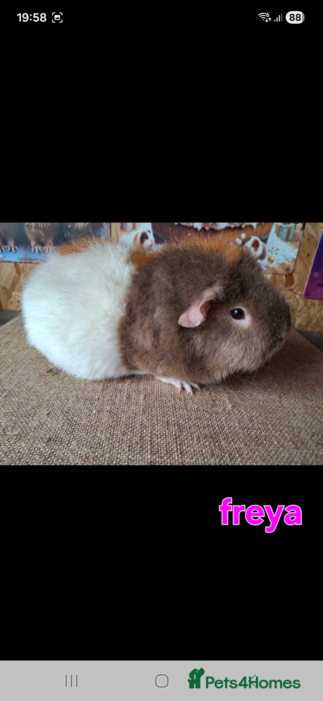 Guinea Pig rodents for sale: Lunkarya - Advert 7
