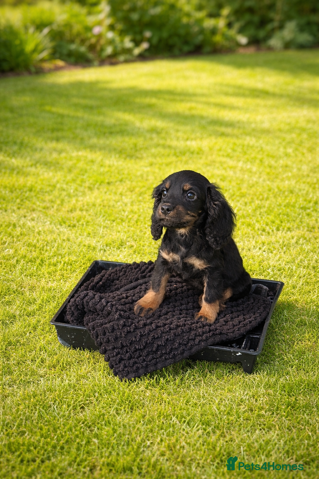 Cocker Spaniel dogs 🐶Working Cocker spaniels🐶 DNA clear  - Advert 6