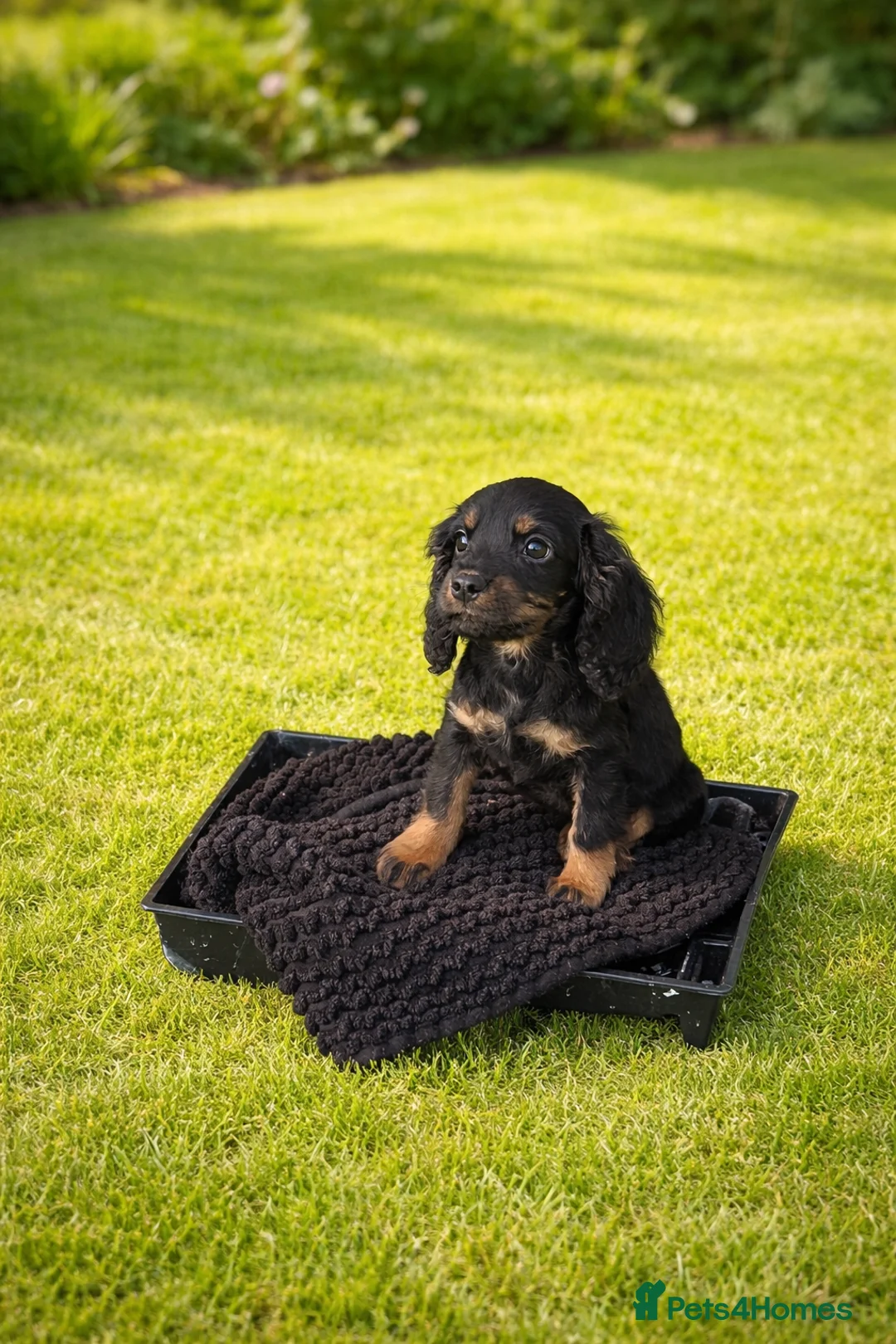 Cocker Spaniel dogs for sale: 🐶Working Cocker spaniels🐶 DNA clear  - Advert 1