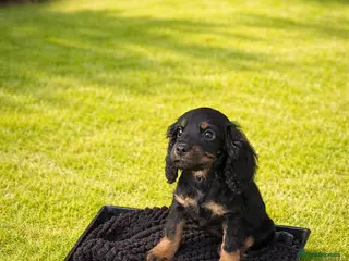 Cocker Spaniel dogs 🐶Working Cocker spaniels🐶 DNA clear - Advert 6