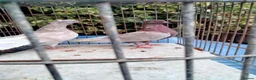 Pigeons birds for sale: Pigeones for sale in hackney London  - Advert 4
