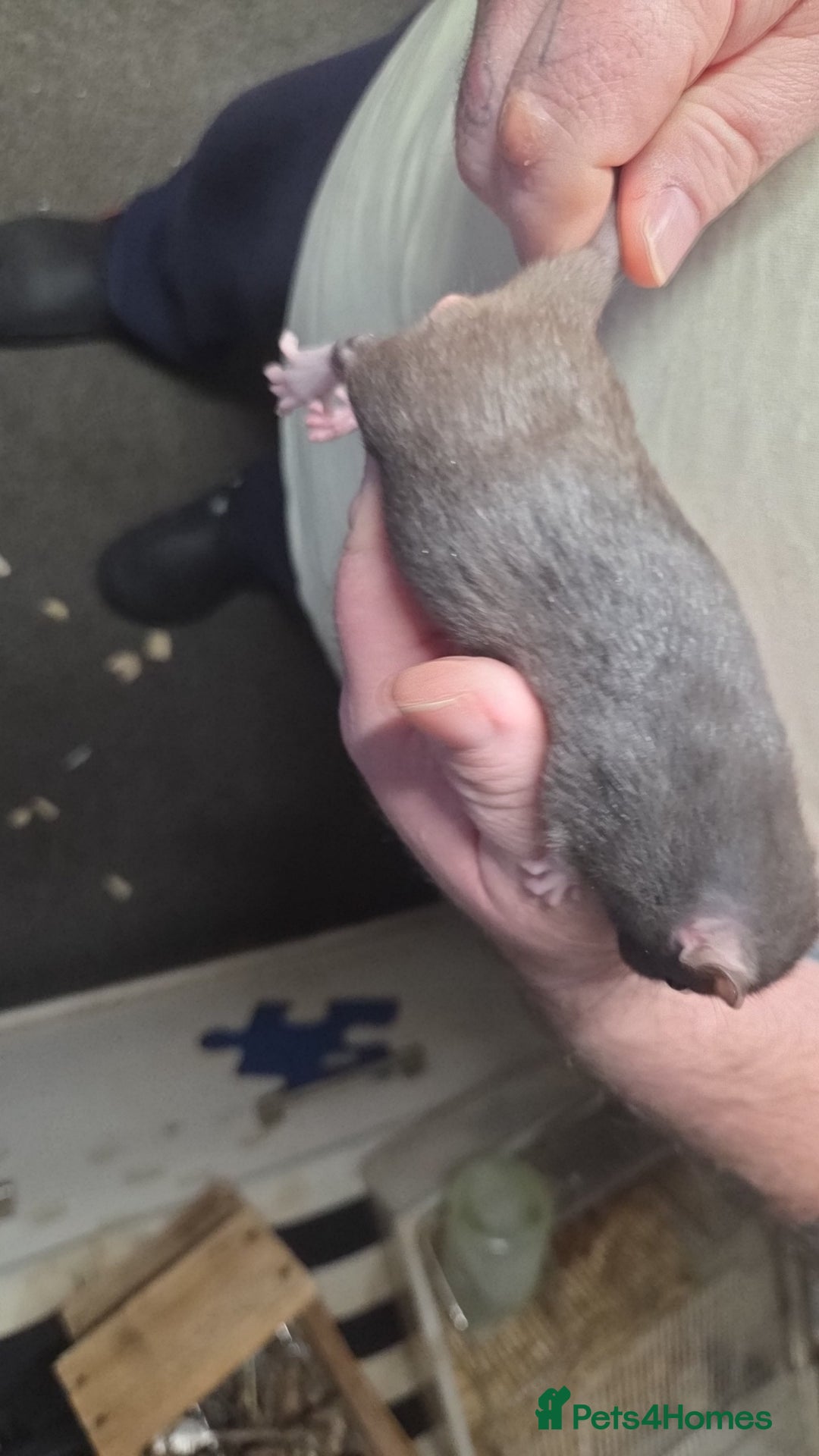 Rat rodents for sale: Male and female baby rats  - Advert 5