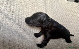 Cockapoo dogs for sale: ✨ Gorgeous Cockapoo Puppies ✨ - Image 13
