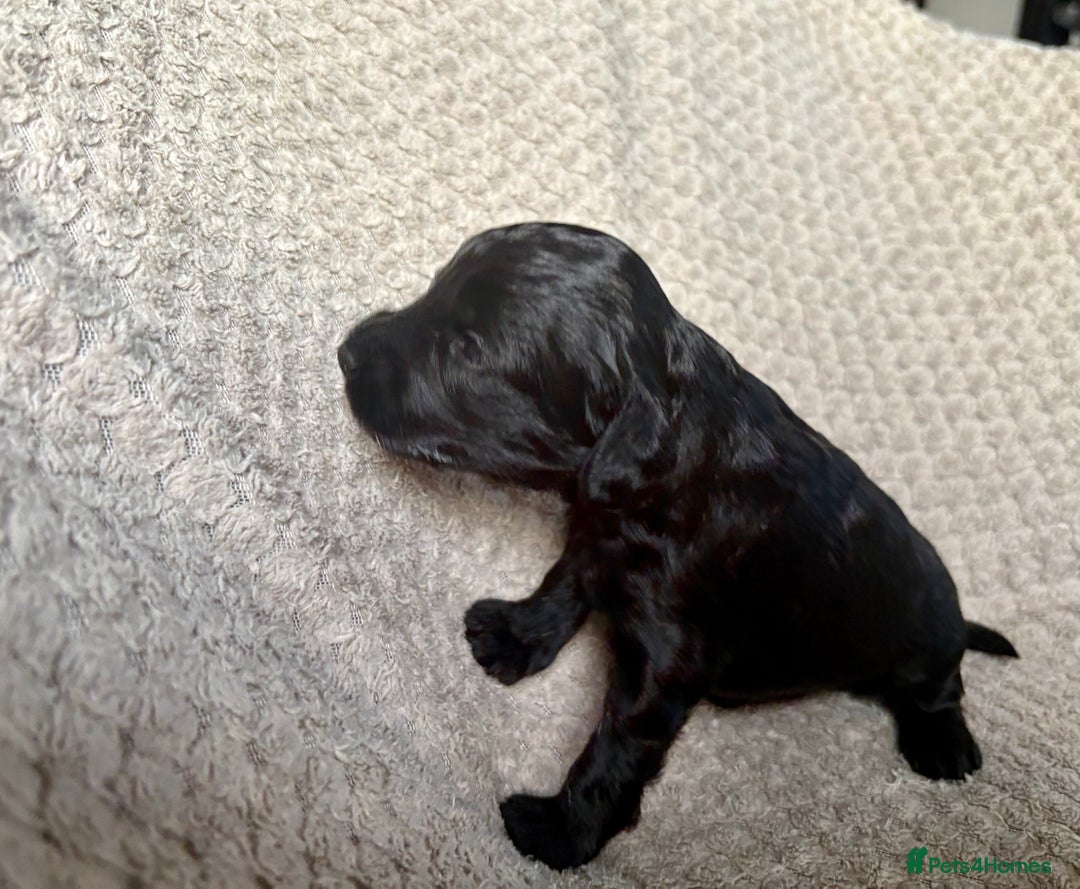 Cockapoo dogs for sale: ✨ Gorgeous Cockapoo Puppies ✨ - Image 13