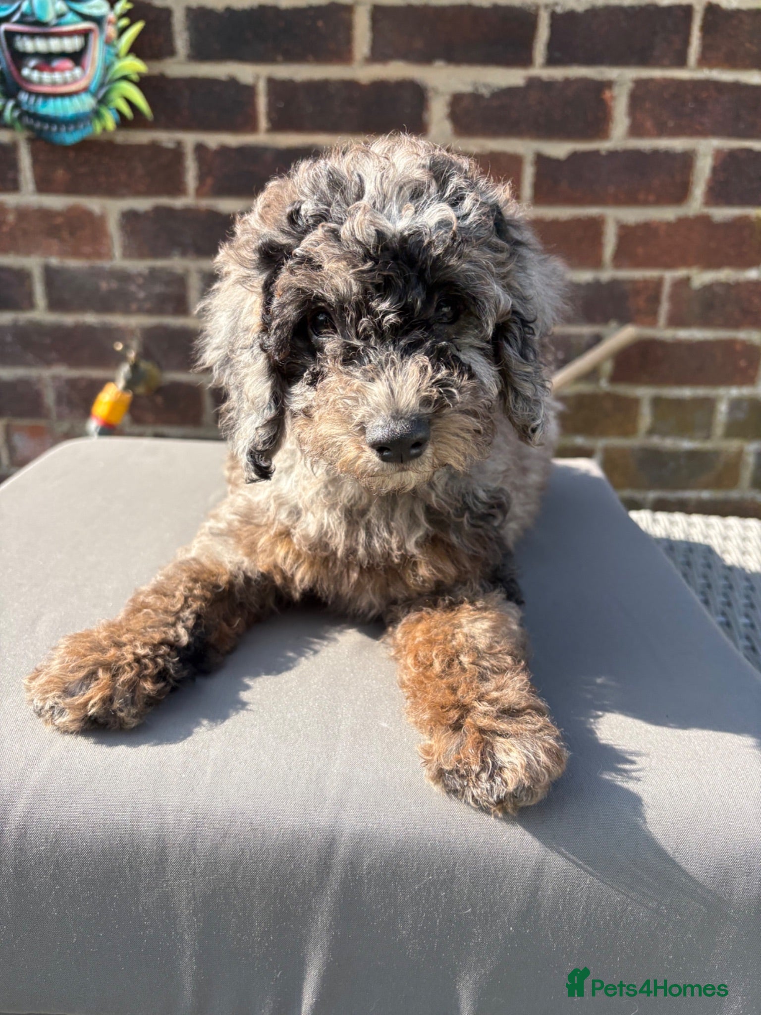 Cockapoo dogs Stunning F1B Cockapoos  - Advert 18