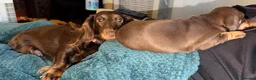 Miniature Dachshund dogs for sale: Loving homes needed  in Taunton - Advert 8