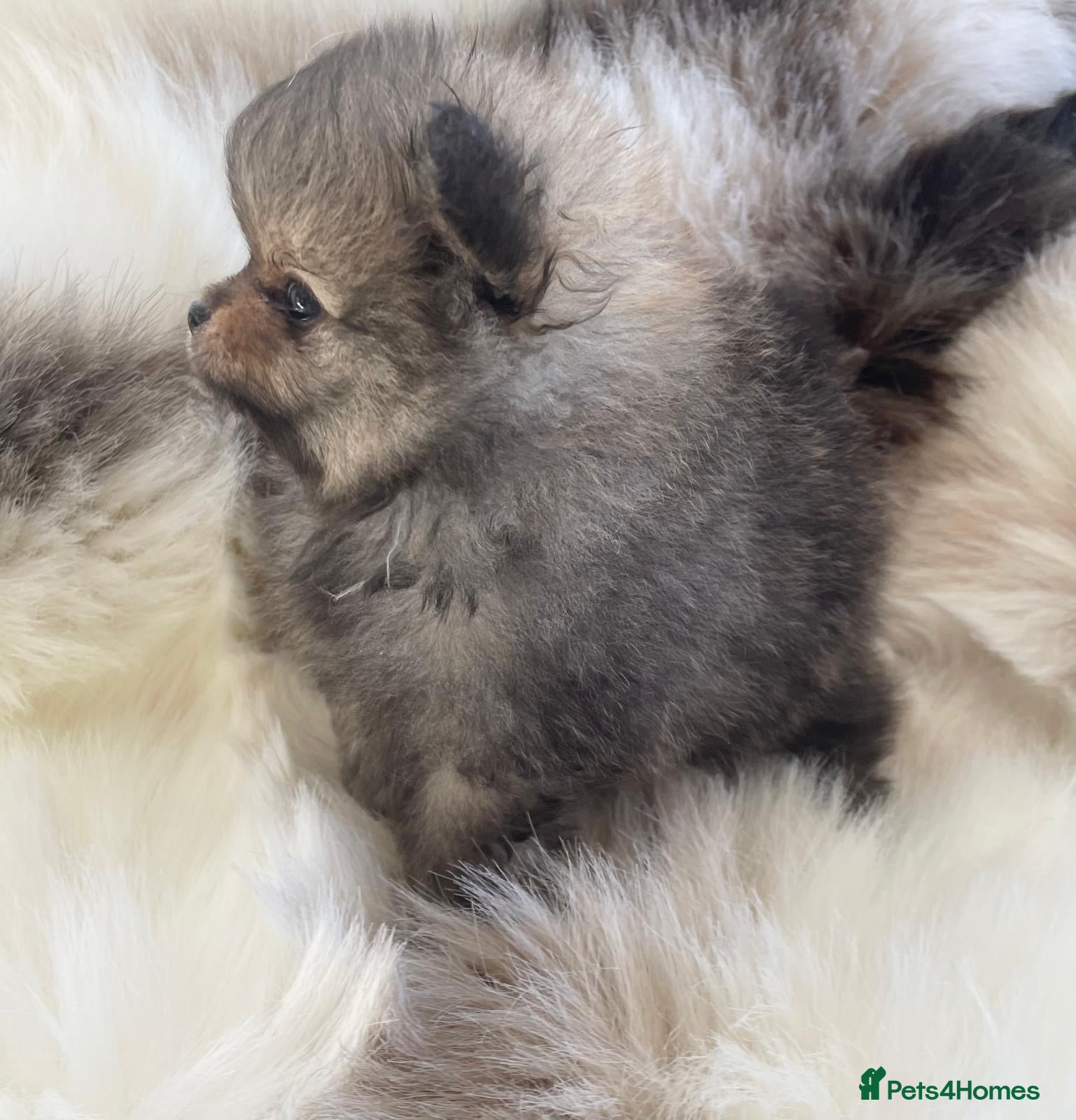 Pomeranian dogs TOP QUALITY KC TINY POMERANIAN PUPPIES AVAILABLE  - Advert 4