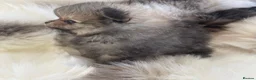 Pomeranian dogs for sale: STUNNING KC TINY POMERANIAN PUPPIES  - Advert 7