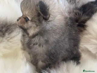Pomeranian dogs TOP QUALITY KC TINY POMERANIAN PUPPIES AVAILABLE - Advert 4