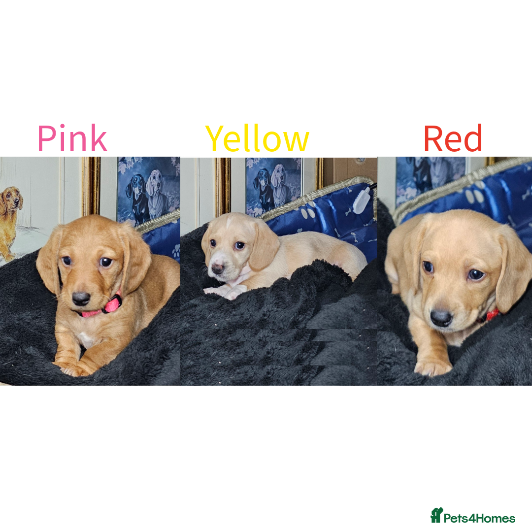 Miniature Dachshund dogs •KCREG •PRA CLEAR 1 boy 2 girls Cream intensity  - Advert 4