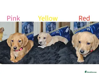Miniature Dachshund dogs •KCREG •PRA CLEAR 1 boy 2 girls Cream intensity - Advert 11