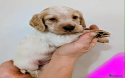 Cocker Spaniel dogs for sale: Beautiful Cocker Spaniel puppies - Image 2