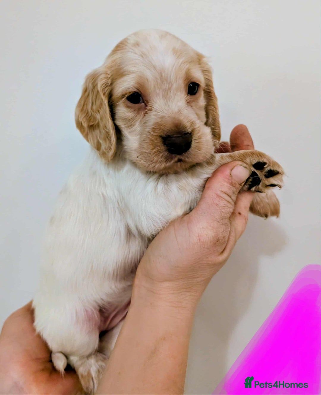 Cocker Spaniel dogs for sale: Beautiful Cocker Spaniel puppies - Image 2