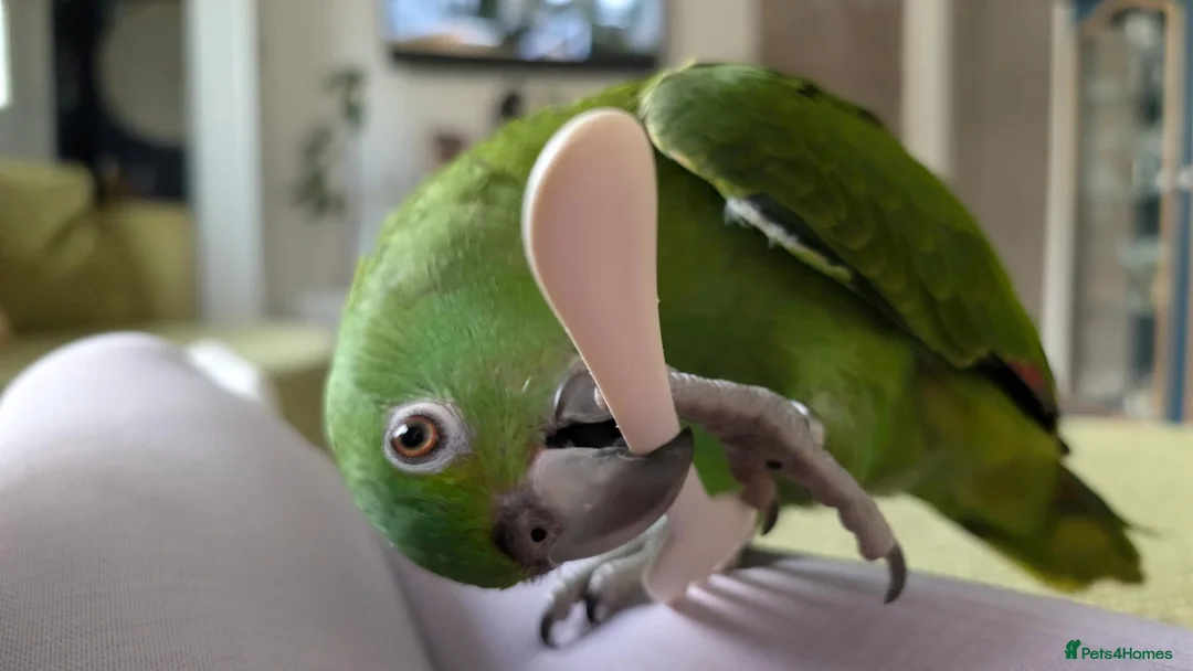Parrots birds for sale: Beautiful handrared Amazon parrot  in Craigavon - Advert 2