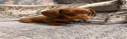 Miniature Dachshund dogs for sale: Miniature dachshund boy puppy  - Advert 4