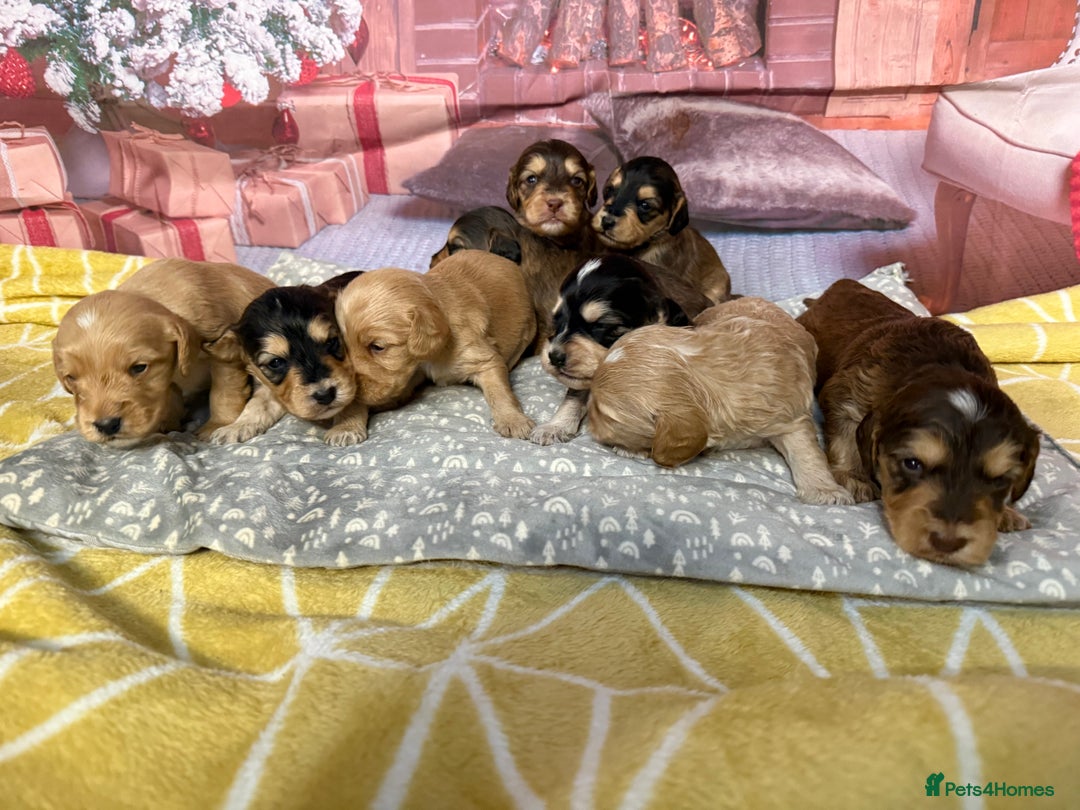 Labradoodle dogs for sale: Unique Stunning miniature doodles - Advert 1