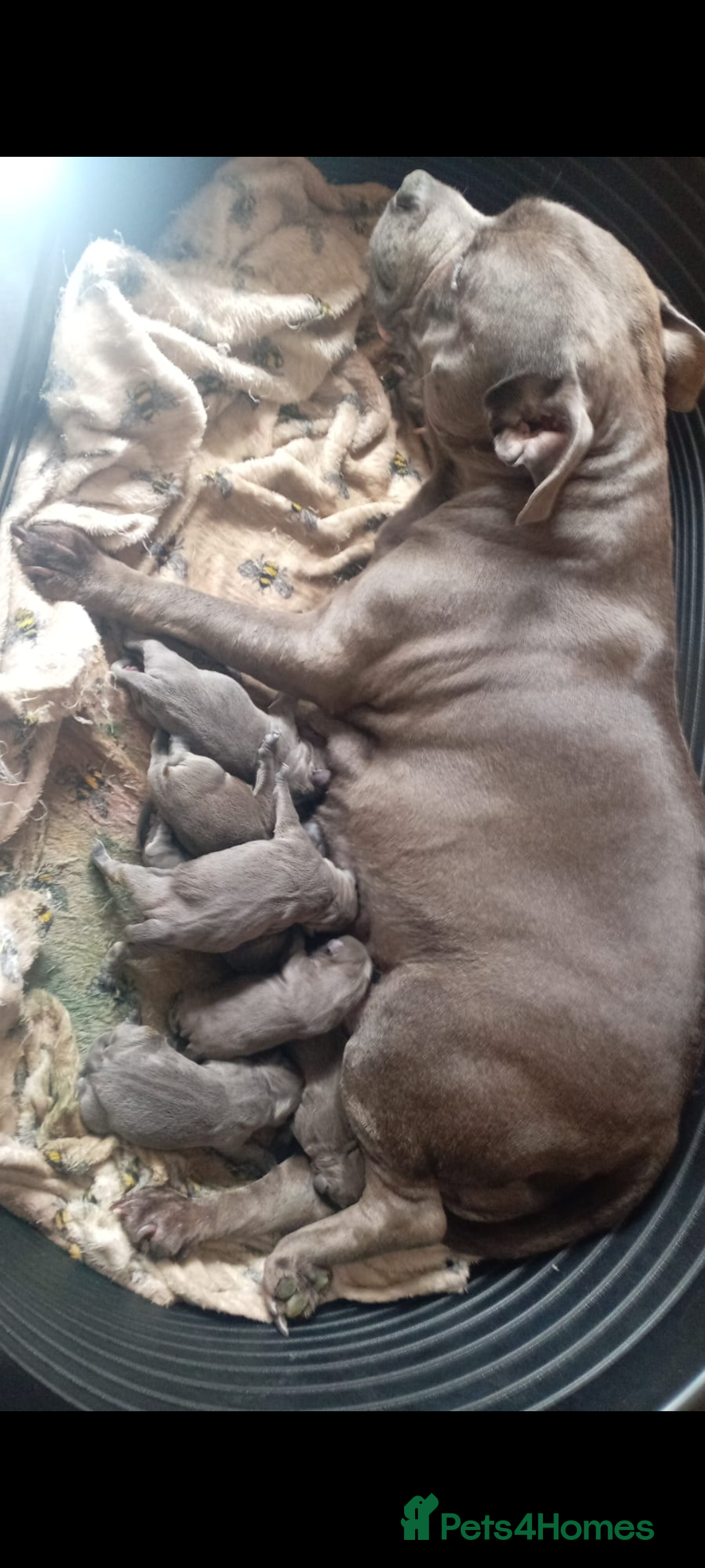 Staffordshire Bull Terrier dogs for sale: Beautiful Kennel registered blue staffie for sale  - Image 2