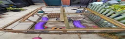 Ferret rodents for sale: Male pole cats x pets  in Durham - Advert 3