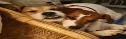 Jack Russell dogs for sale: One beautiful Jack Russel puppy - Advert 14