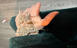 Bearded Dragon reptiles for sale: Bearded Dragon Babies - Advert 13