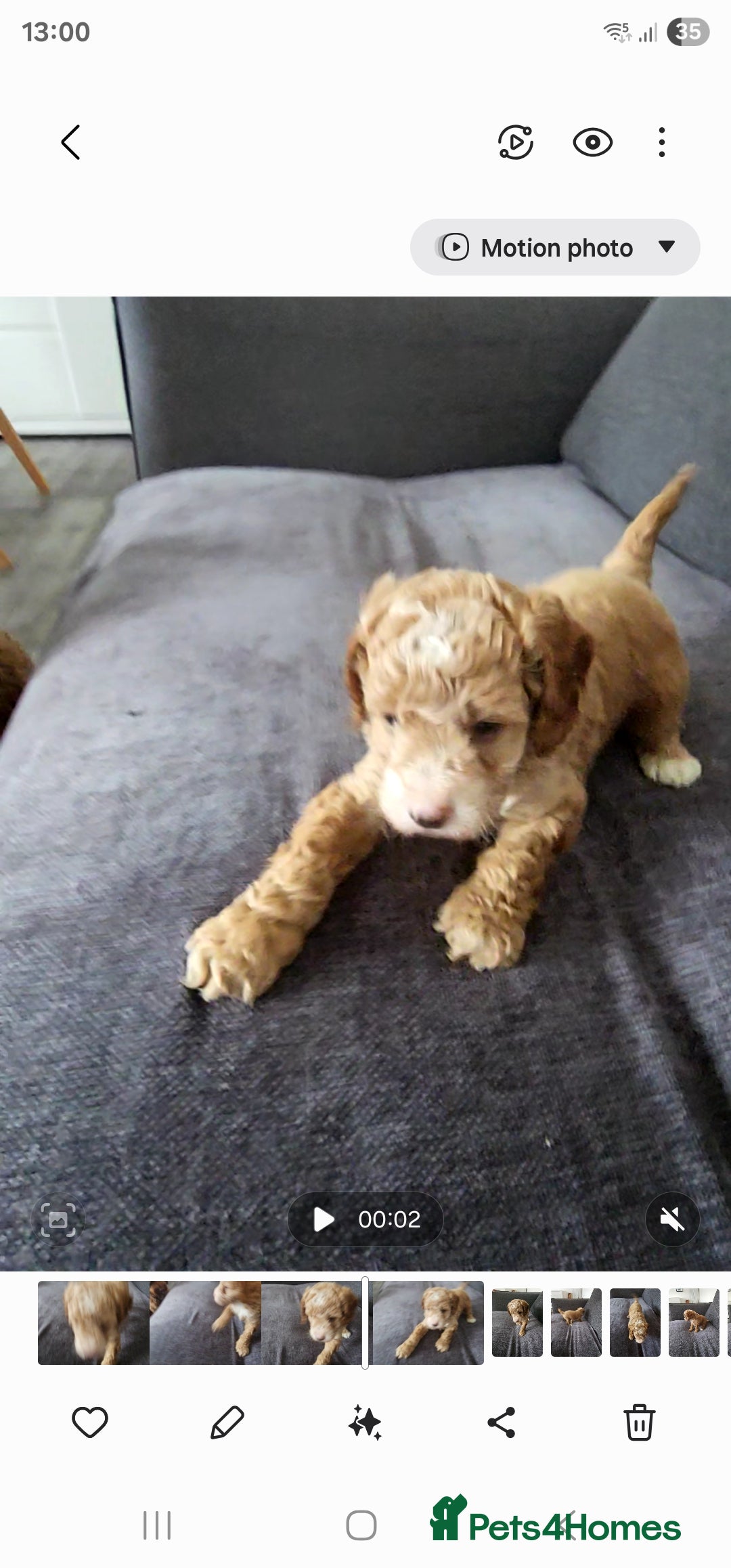 Cockapoo dogs for sale: Beautiful f2b cockapoos  - Image 5