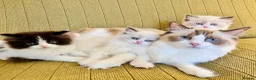 Ragdoll cats for sale: Ragdoll x Persian Kittens - Advert 1