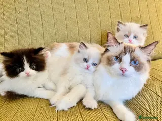 Ragdoll cats Ragdoll x Persian Kittens - Advert 2