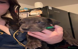 Great Dane dogs for sale: Great dane  - Image 8
