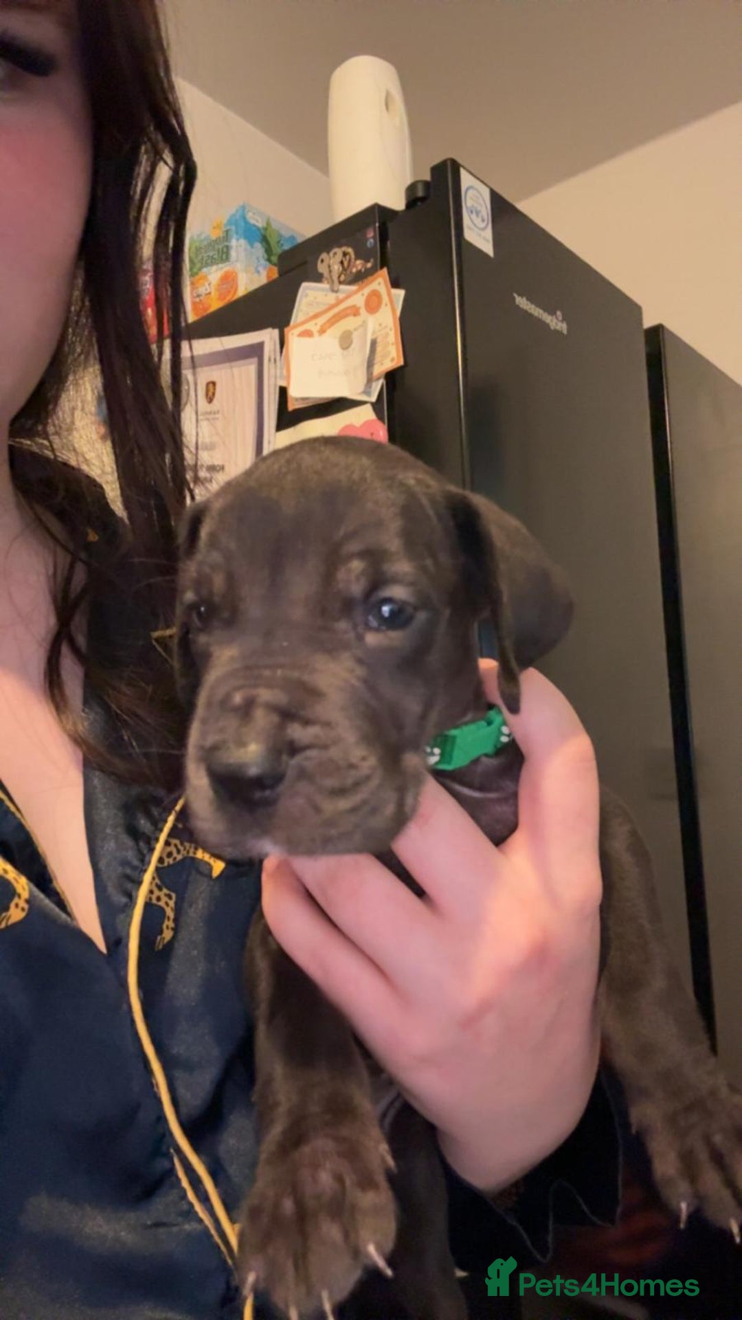 Great Dane dogs for sale: Great dane  - Image 8