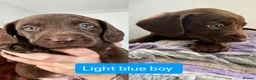Labradoodle dogs for sale: Rare Merle labradoodles 2 left READY NEXT WEEK - Advert 5