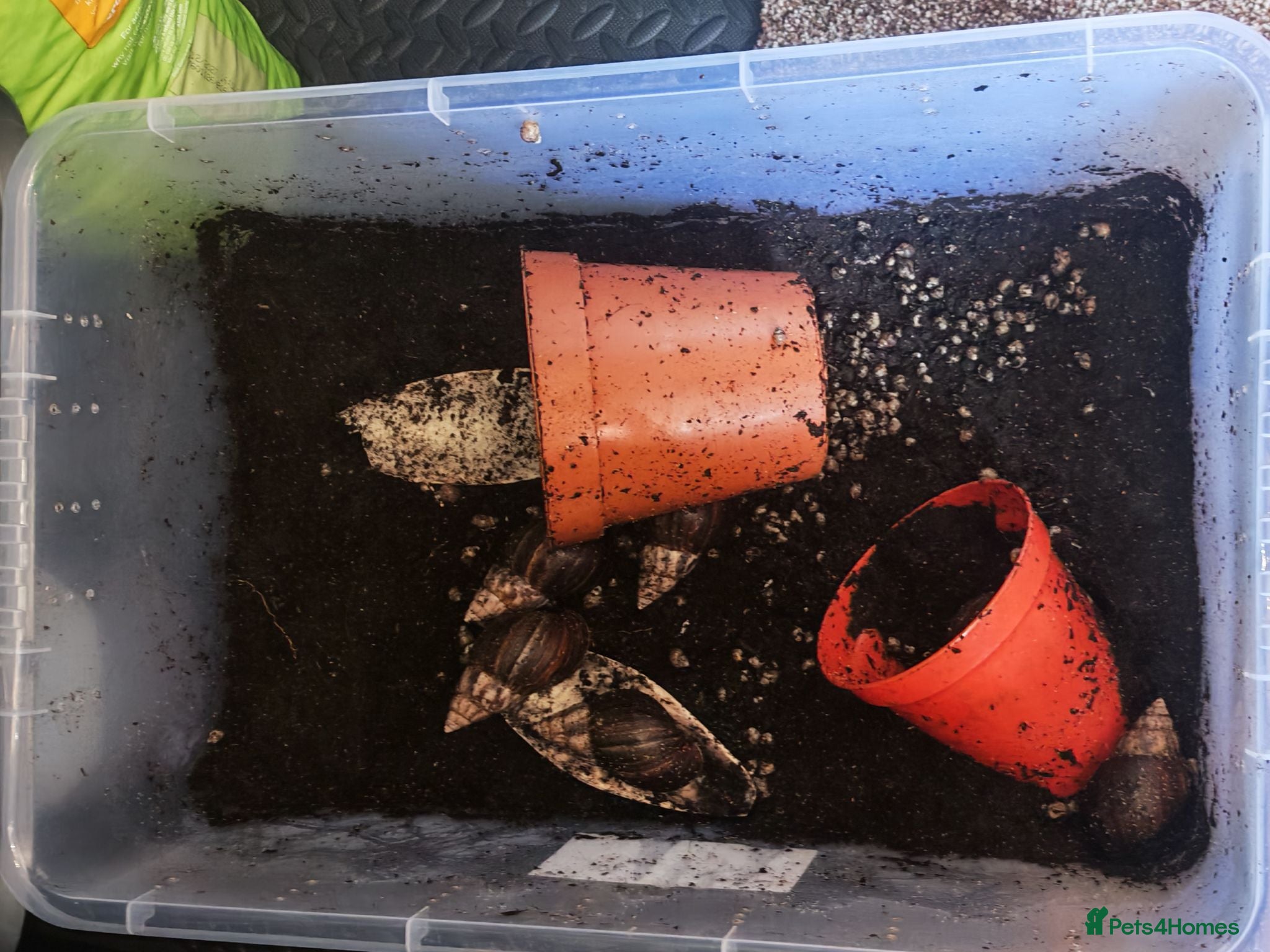 Tarantulas invertebrates M,geckos,snails.scorpian - Advert 1