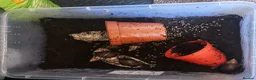 Tarantulas invertebrates for sale: tarantulas, Scorpions, Geckos,bugs and snails. - Advert 16