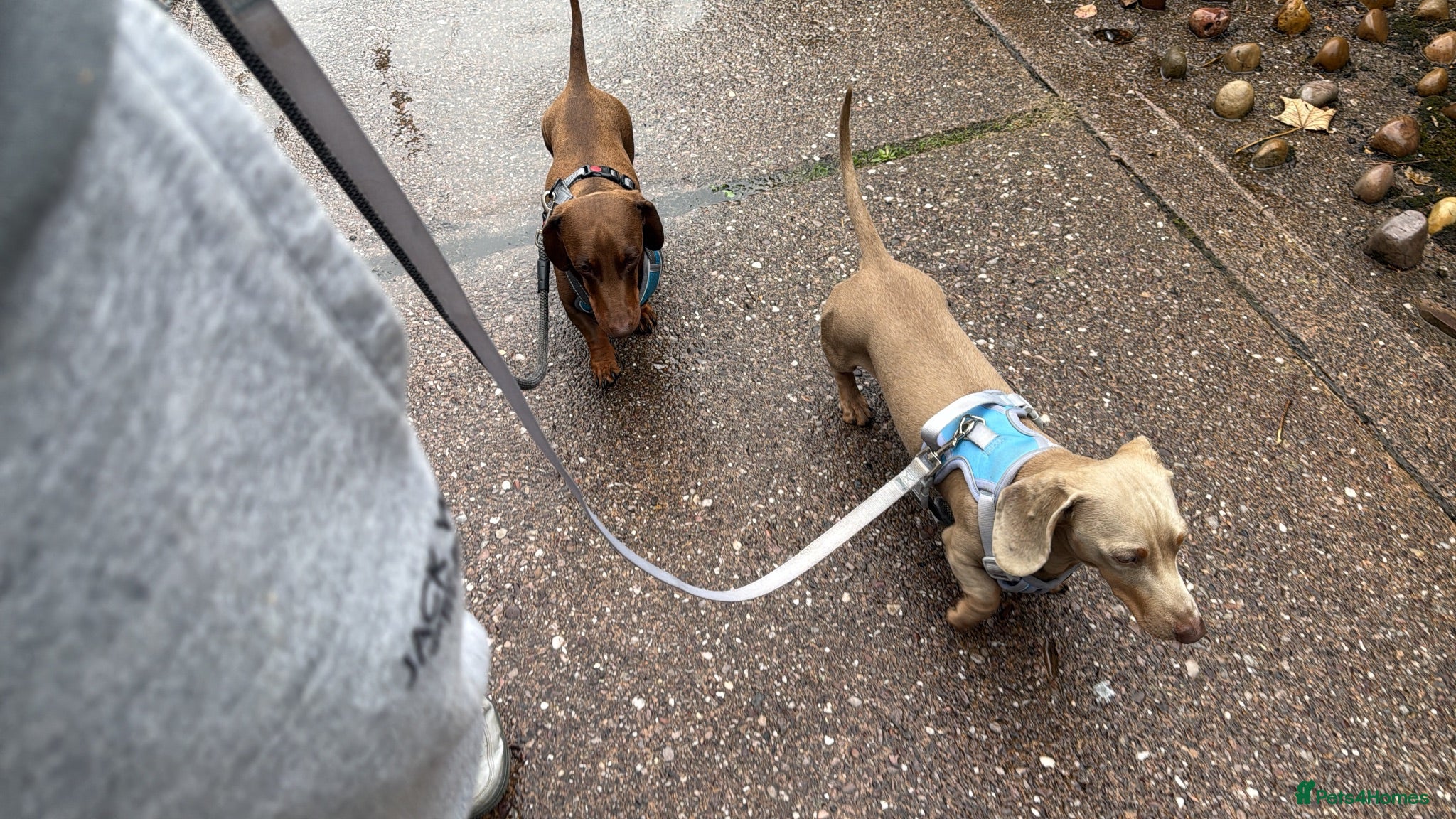 Miniature Dachshund dogs 2 dashunds  - Advert 6