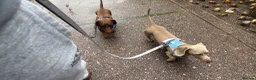 Miniature Dachshund dogs for sale: 2 dashunds  - Advert 1