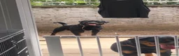 Rottweiler dogs for stud: Pure breed Rottweiler stud - Advert 1