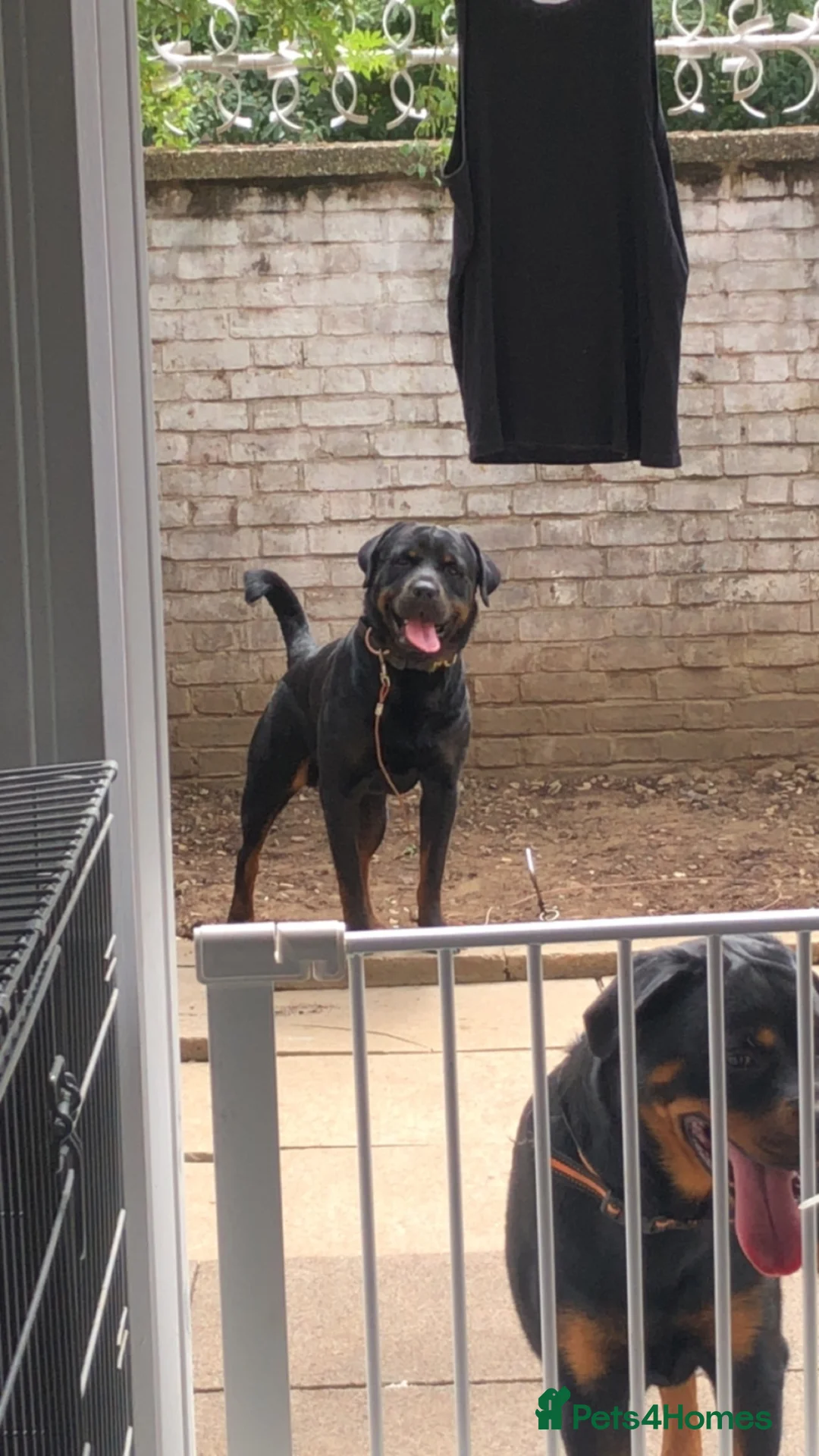 Rottweiler dogs for stud: Pure breed Rottweiler stud - Advert 1