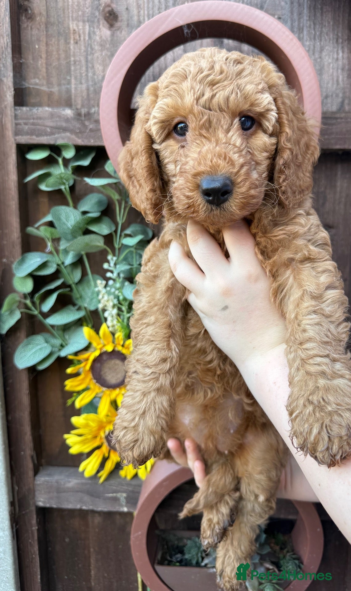 Labradoodle dogs READY TO LEAVE F1BB Labradoodle Puppies - Advert 1