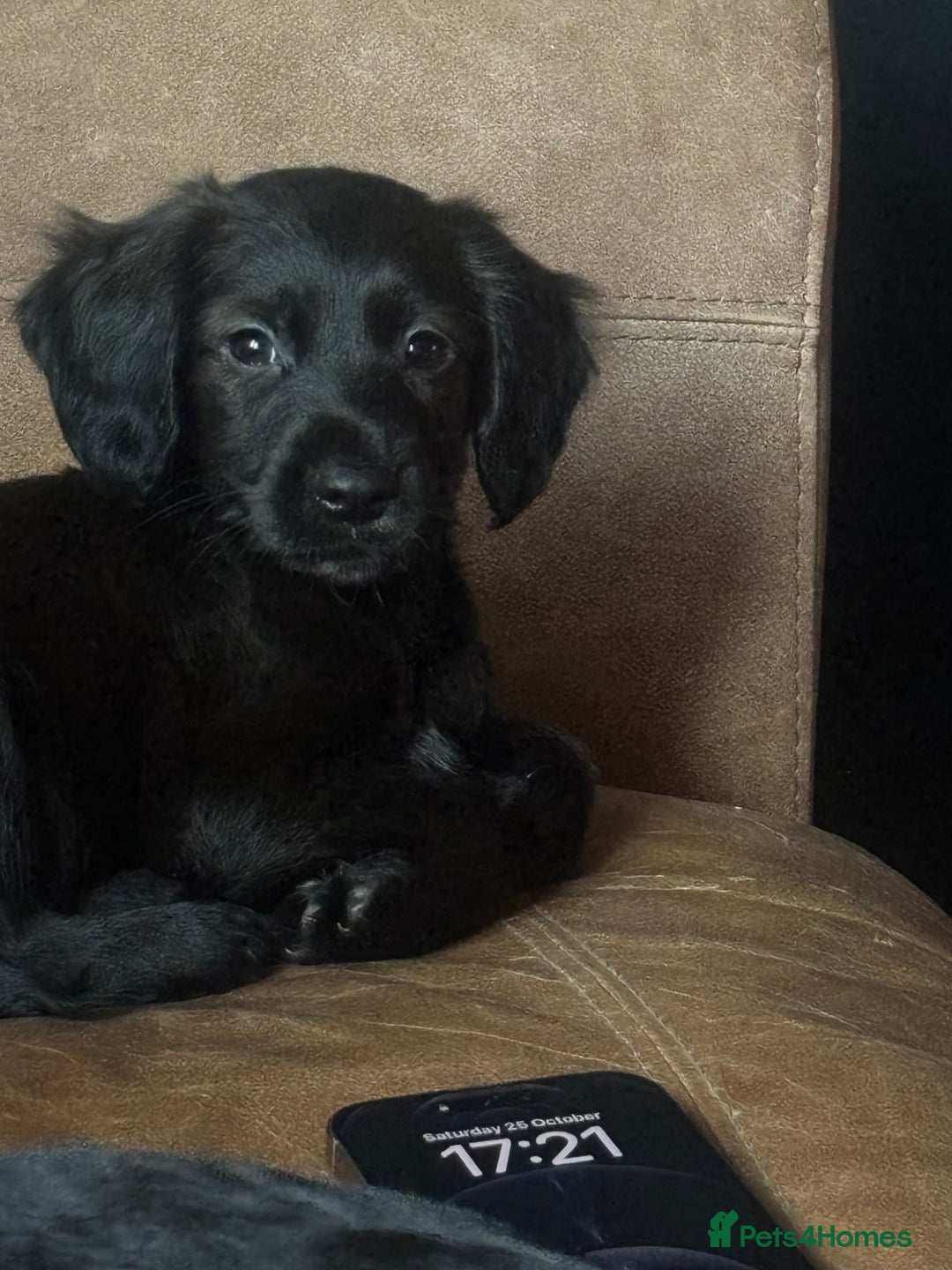 Cocker Spaniel dogs for sale: Cocker Spaniel  - Advert 2