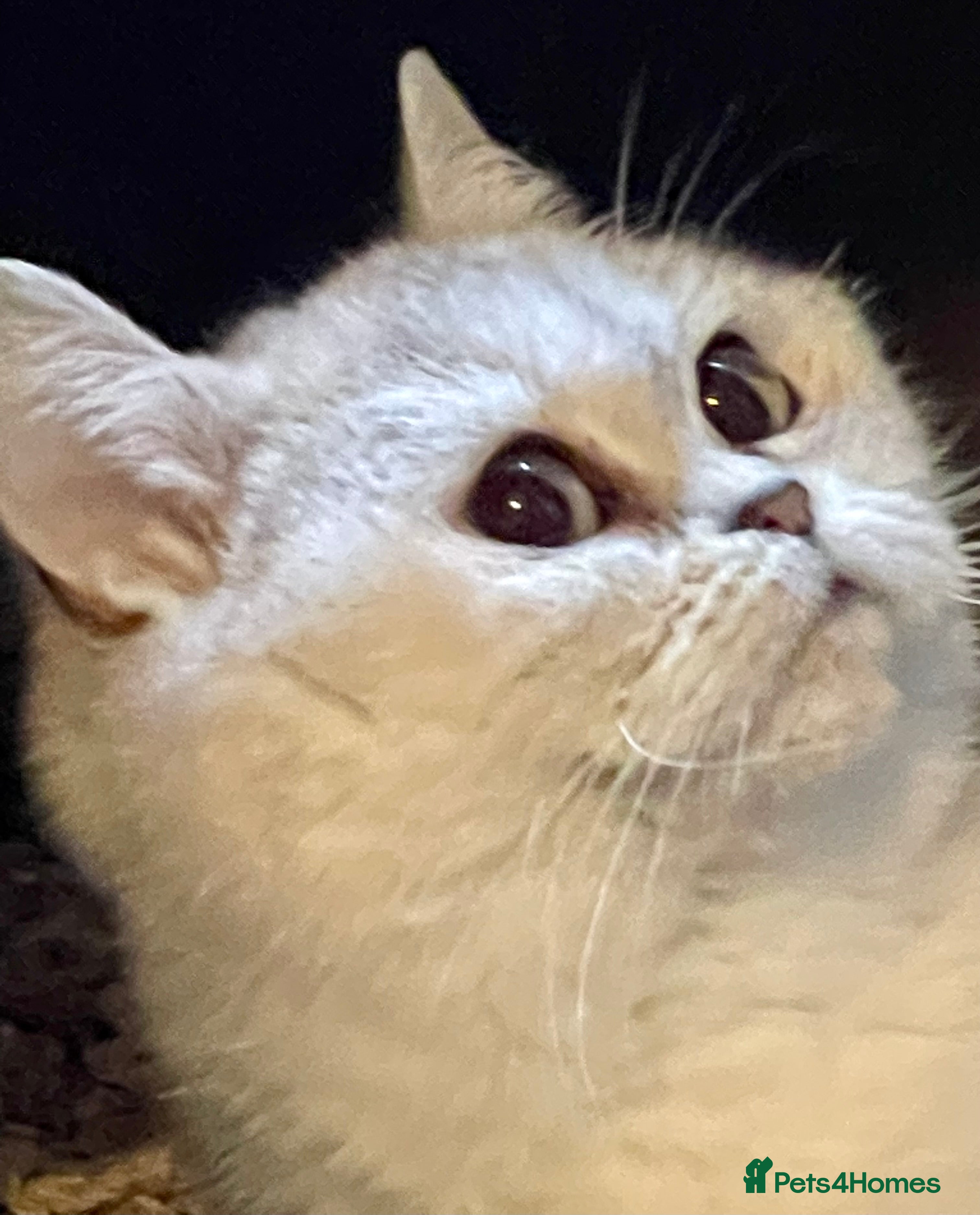 British Shorthair cats Young Neutered Pedigree Adults - Advert 8