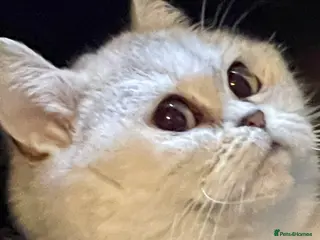 British Shorthair cats Young Neutered Pedigree Adults - Advert 8