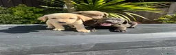 Labrador Retriever dogs for sale: ghost’s beautiful dozen - Advert 5