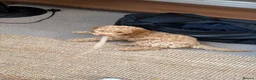 Cockapoo dogs for sale: Beautiful cockapoo 4 in Blackpool - Advert 9