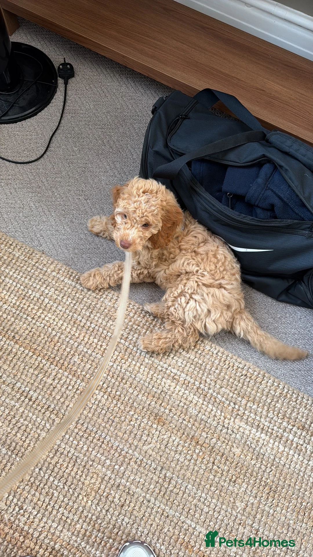 Cockapoo dogs for sale: Beautiful cockapoo 4 in Blackpool - Advert 9