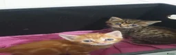 Mixed Breed cats for sale: Kittens  in Derby - Advert 1