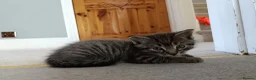Mixed Breed cats for sale: Adorable kittens for sale  - Advert 10