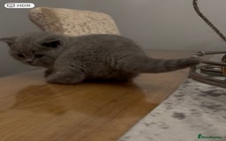 British Shorthair cats for sale: GCCF reg. BSH male and Blue cream girl  - Image 5