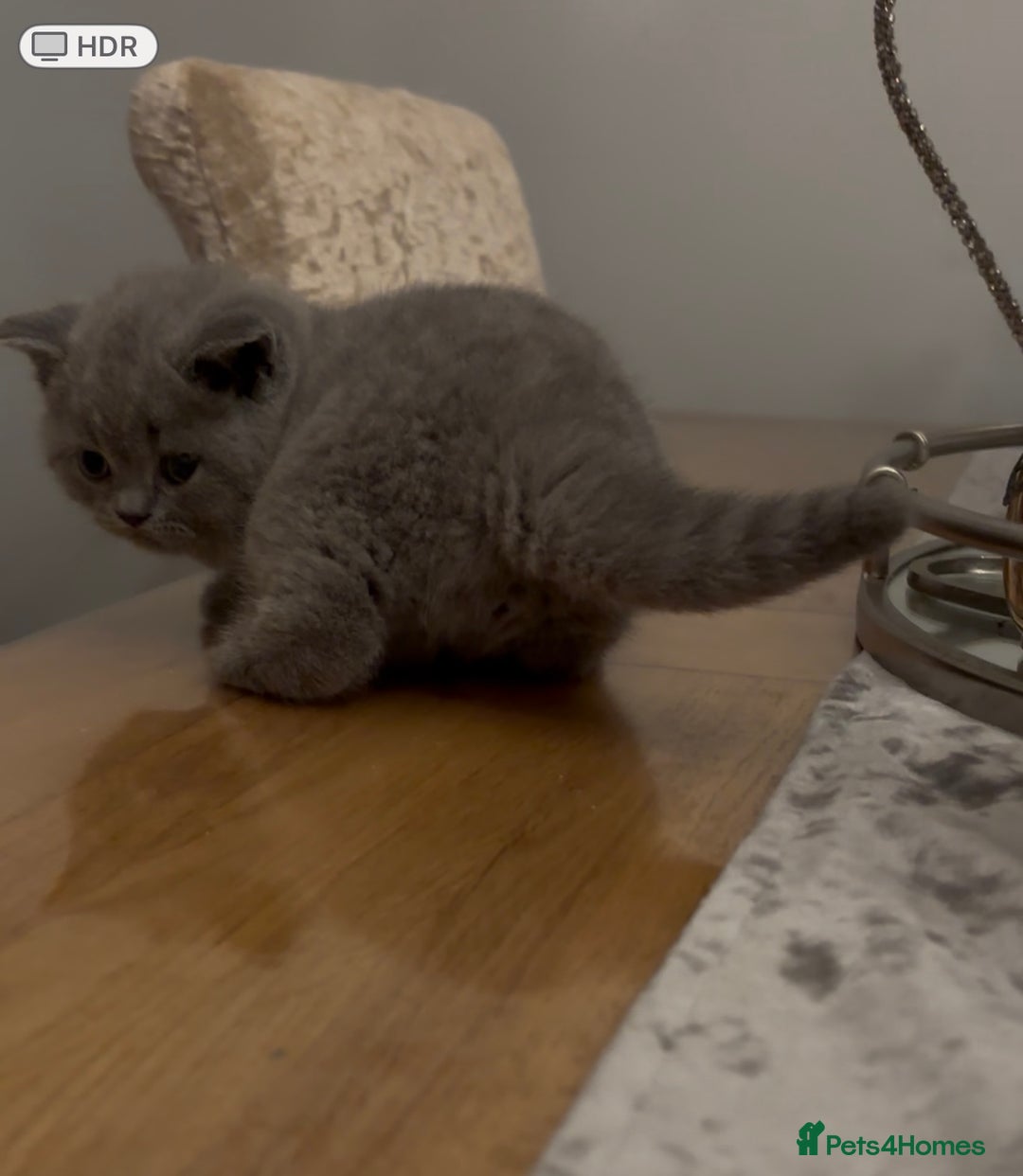 British Shorthair cats for sale: GCCF reg. BSH male and Blue cream girl  - Image 5