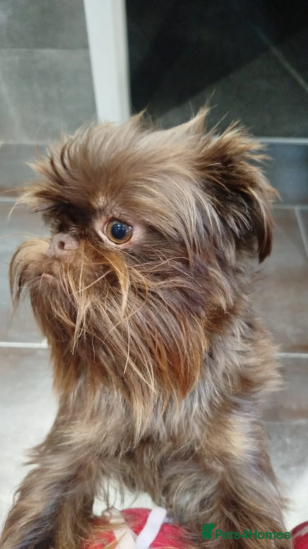 Griffon Bruxellois dogs for sale: Adorable chocolate boy - Advert 5